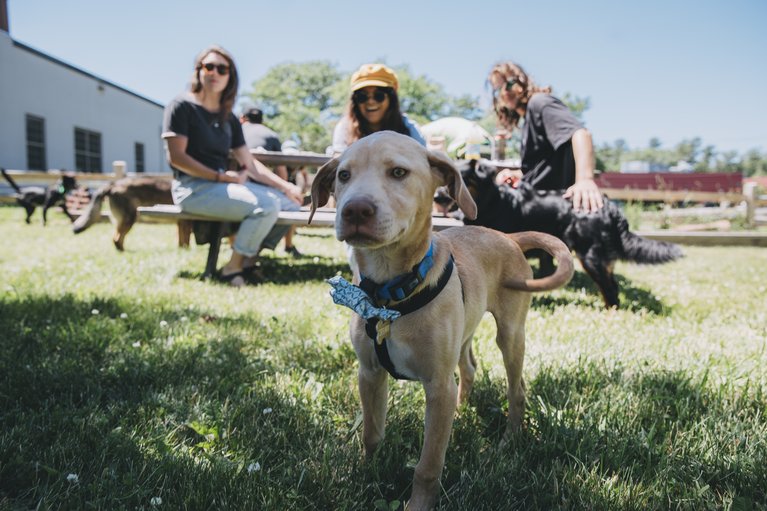 Three women meeting with an adorable puppy in the foreground