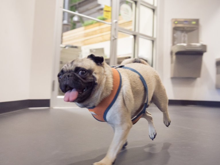 Burton dog running in the hall