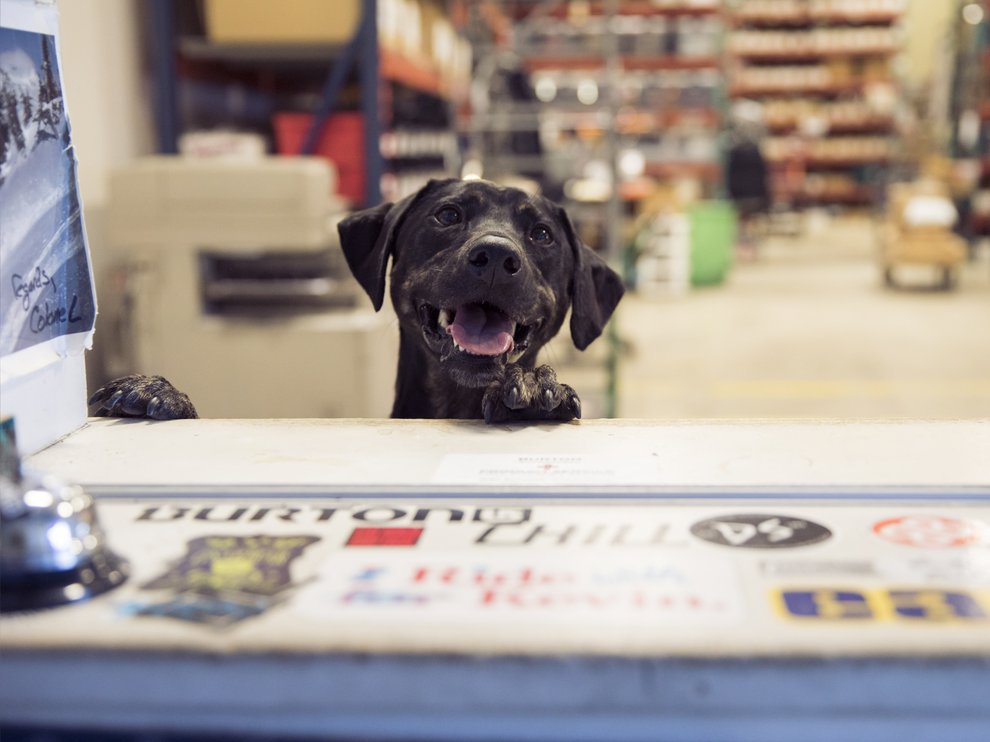 Burton dog with paws on a counter