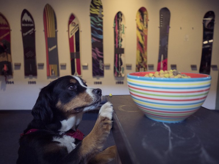 Burton dog getting a treat at the front desk