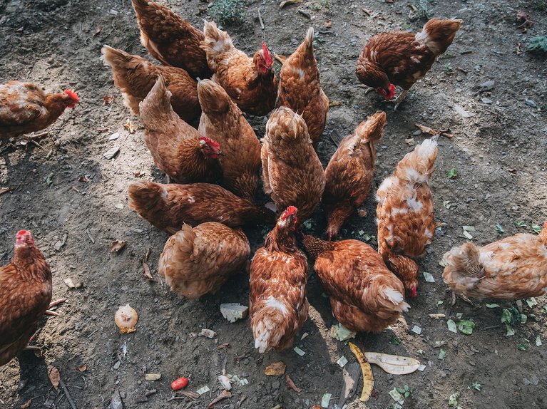 Chickens eating