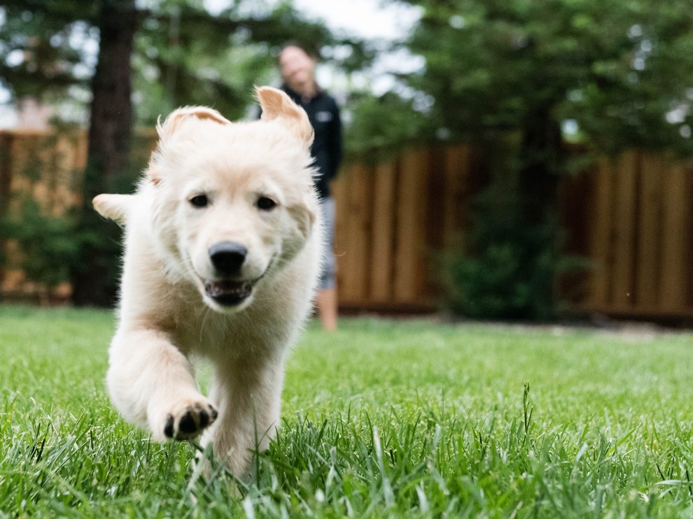 BG_Kelly_Recovery_Puppy_running