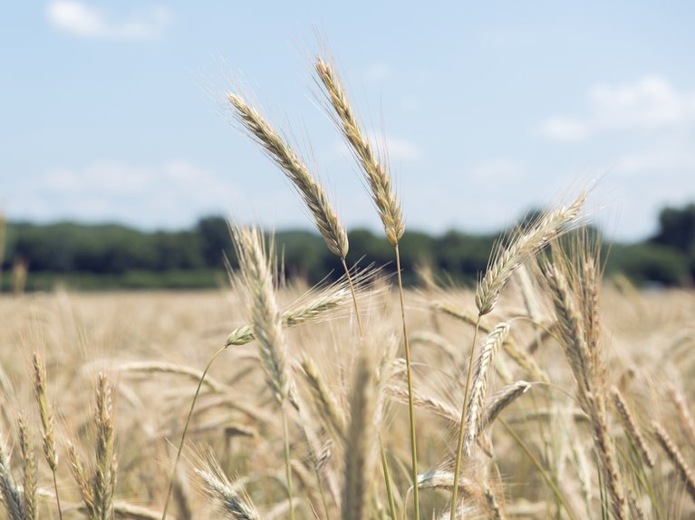 Detail of wheat field