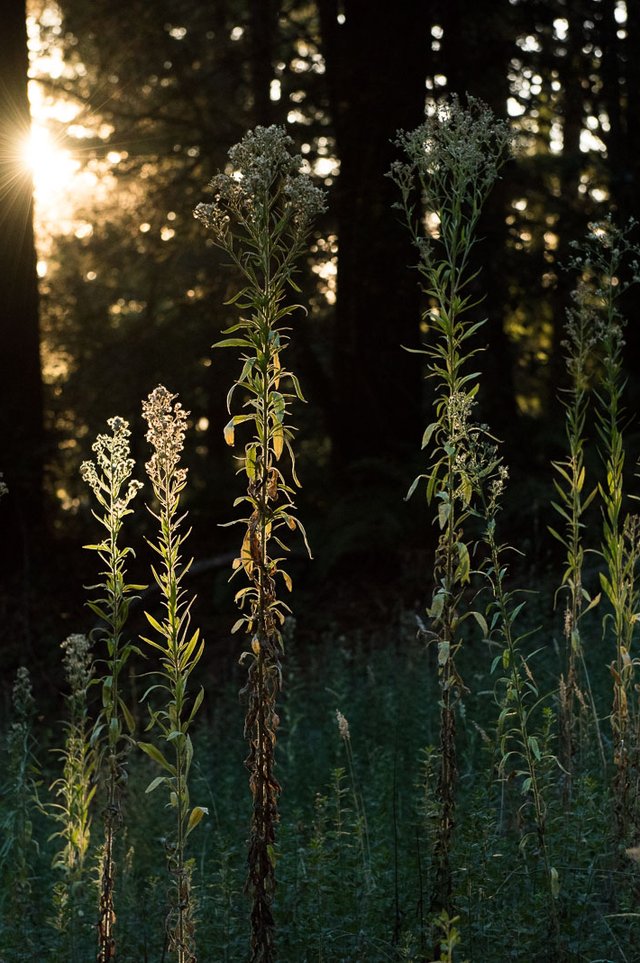 PCH_SunlitFoliage_Purisima_Blotto_2265.jpg